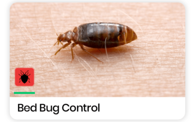 The Truth About Bed Bugs