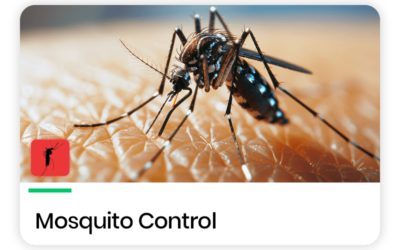 How to Control Mosquitoes and Prevent Dengue & Malaria?