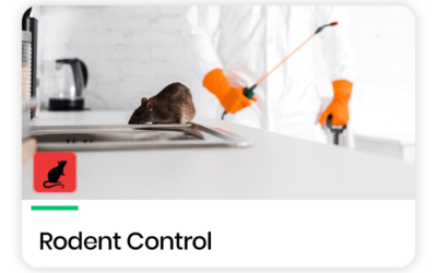 Effective Rodent Control