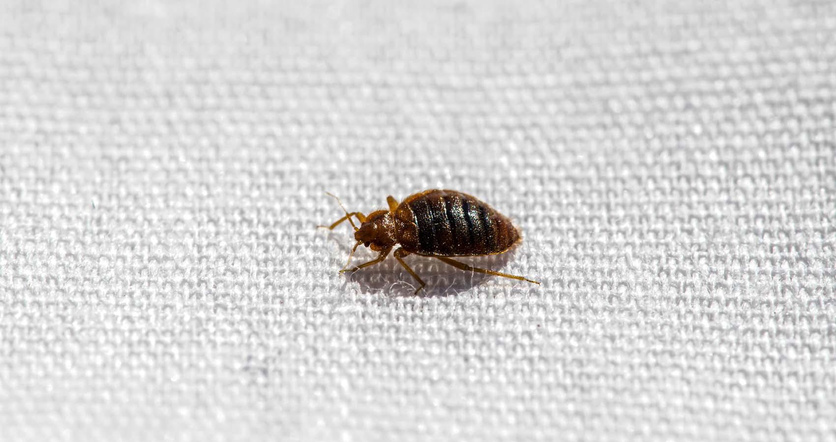 My Pest Control Bed Baug