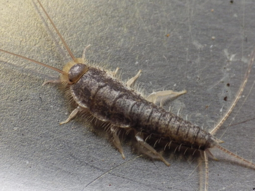 Silverfish Control Services