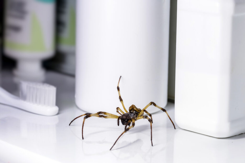 Spider Control Services Melbourne