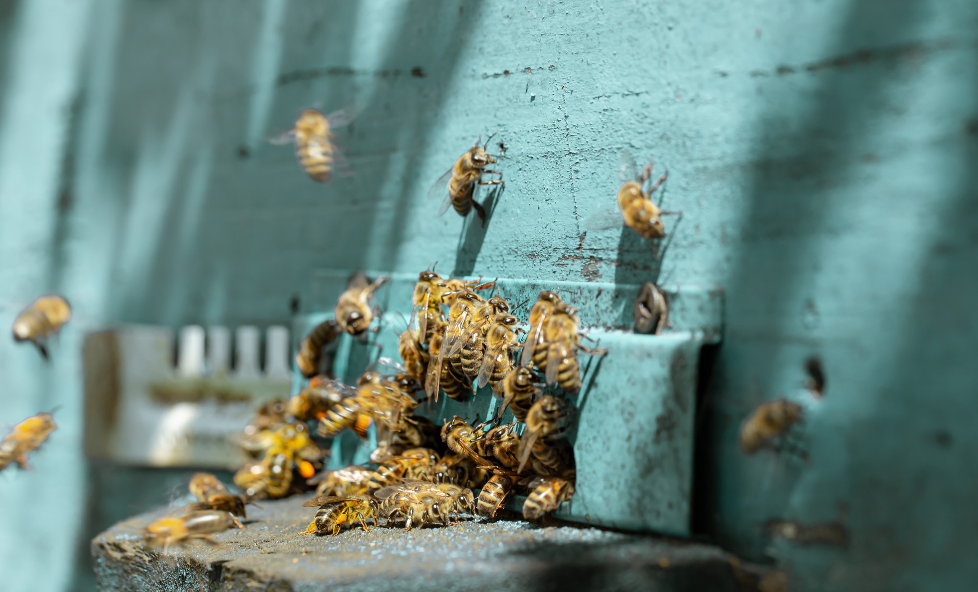 European Wasps Melbourne