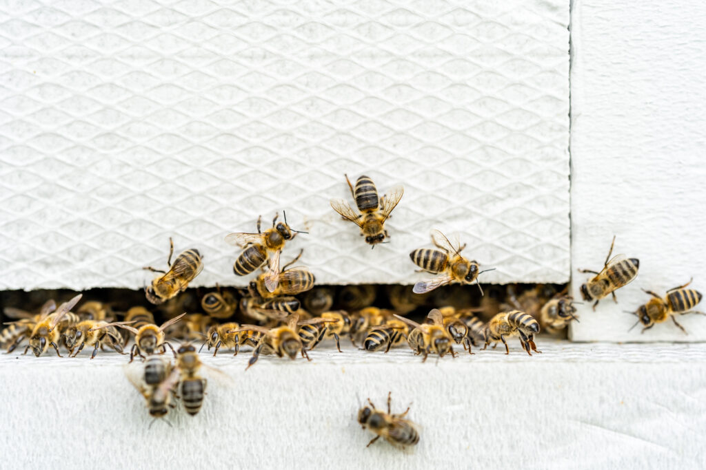 Wasps, Bees & Flying Insects Melbourne