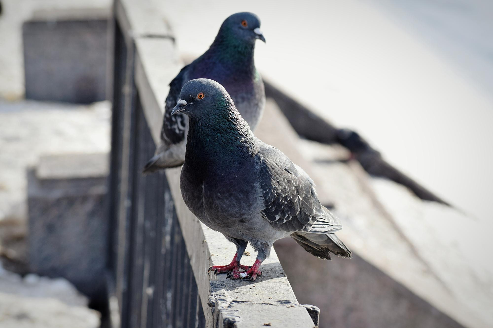 Top Bird Control in Melbourne | Netting, Spikes & Solar Protection