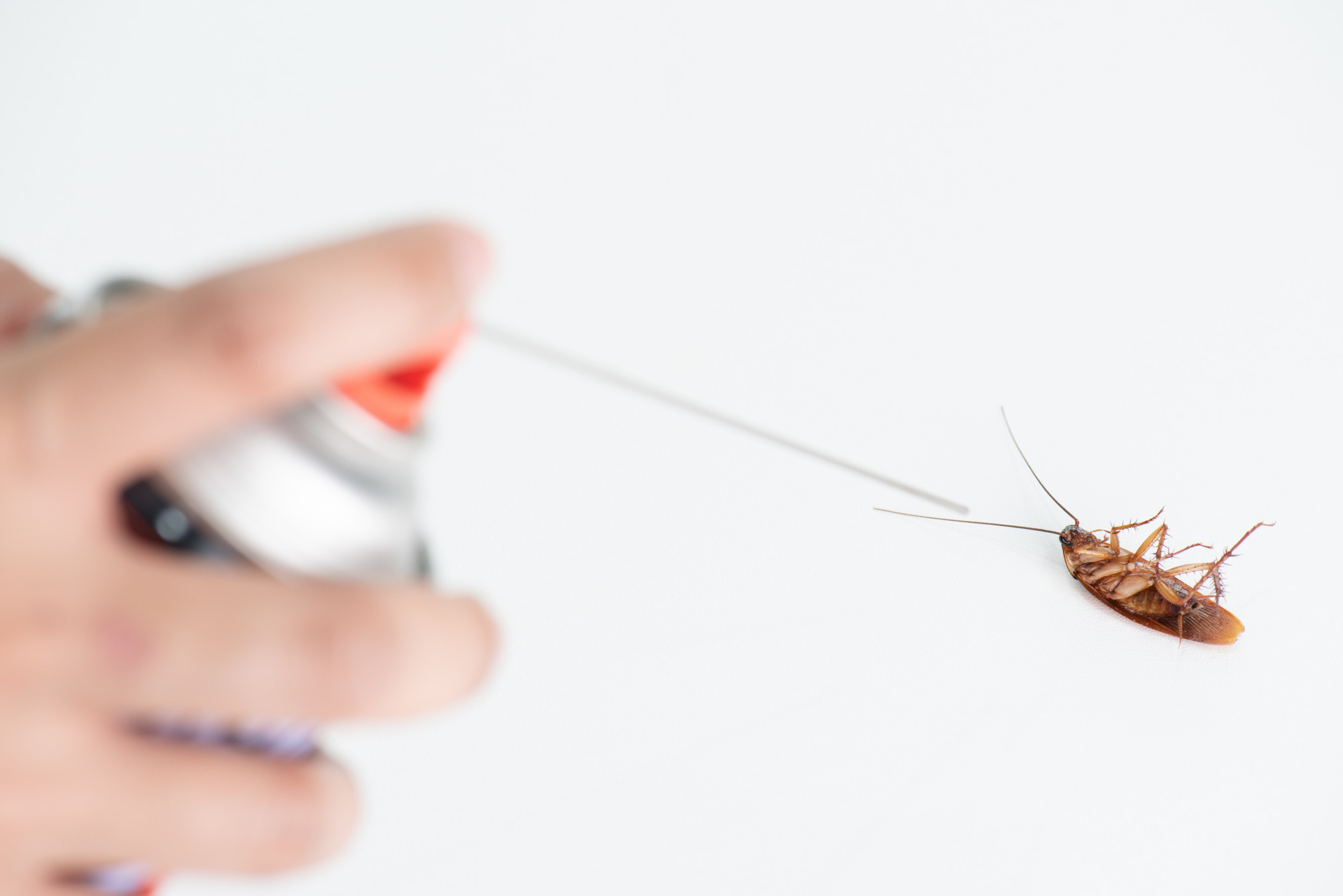 German cockroach control Melbourne