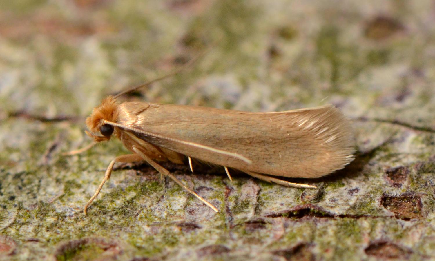 Clothes Moth Control Melbourne