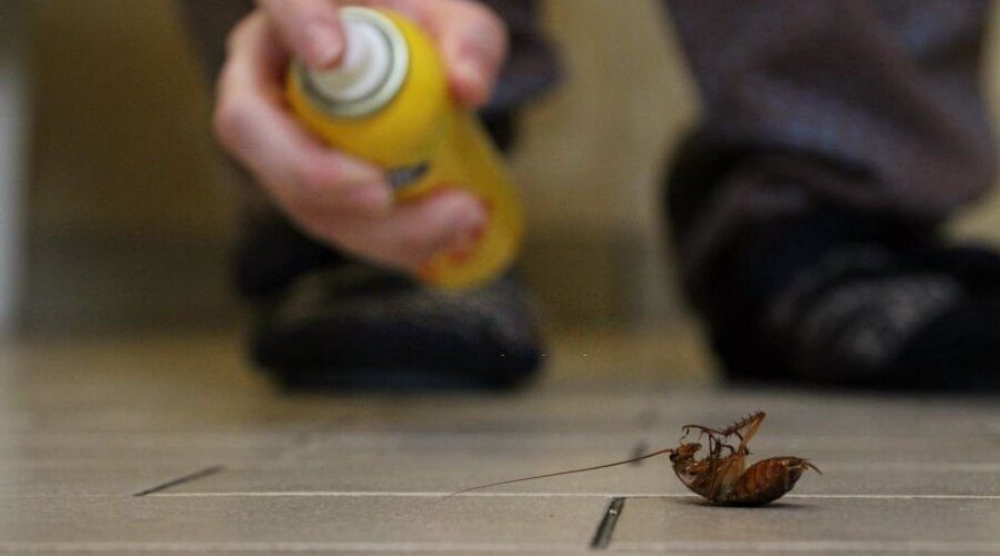 DIY vs Professional Pest Control in Melbourne What You Should Know