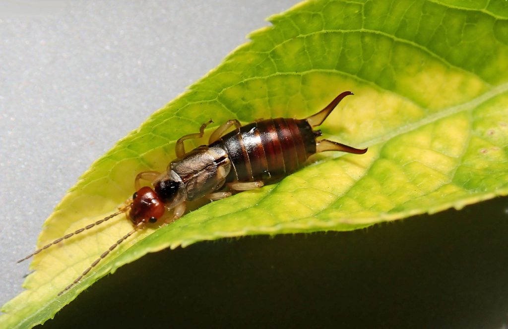 Earwig Control Services in Melbourne
