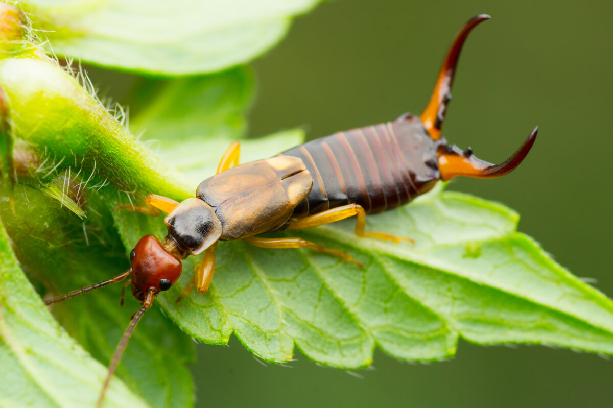 Earwig Control Services in Melbourne | Safe & Guaranteed Pest Removal