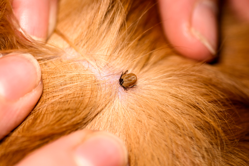 Flea & Tick Pest Control Melbourne | Safe for Pets & Family