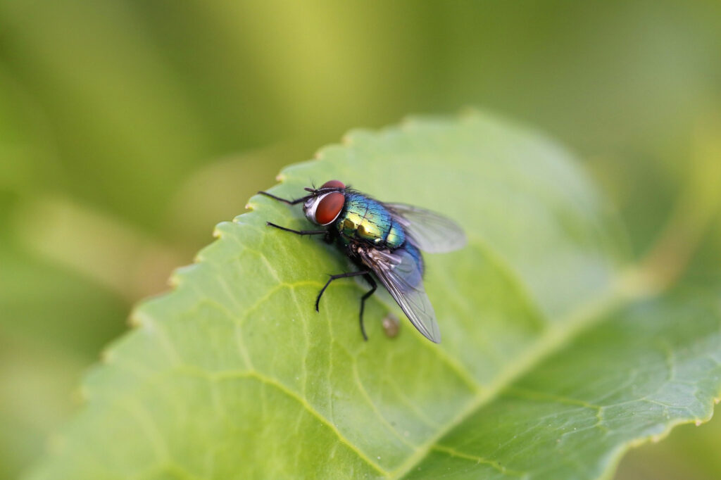 Fly Control Melbourne