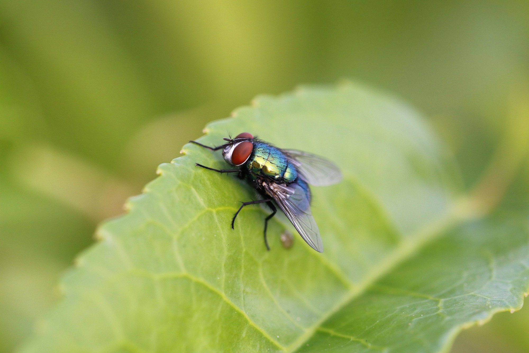 Fly Control Melbourne