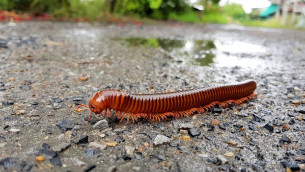 Millipede Control Melbourne