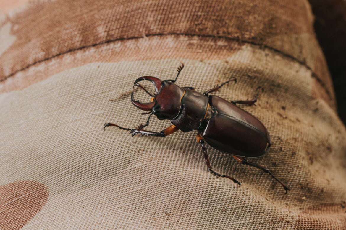 Beetle Control Services | My Pest Control Pty Ltd
