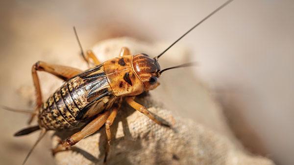 cricket control
