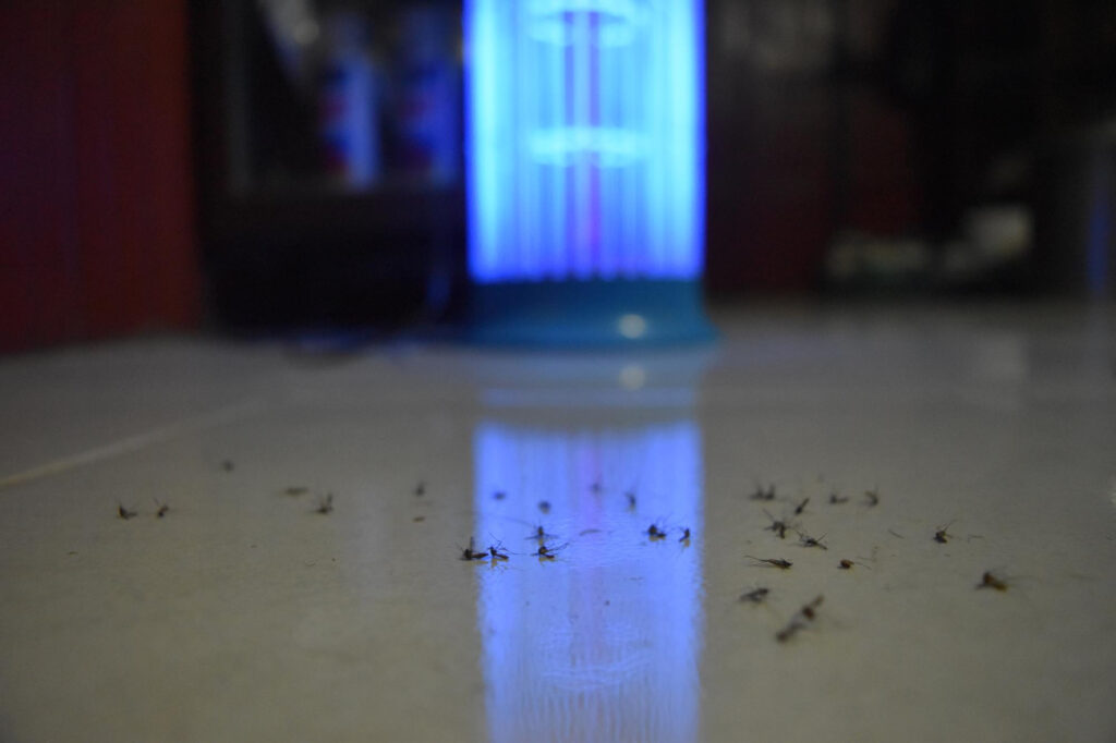 fly insect light traps melbourne