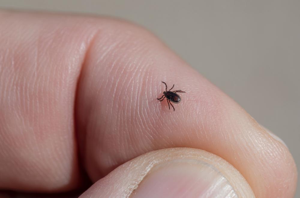 Flea and Tick Pest Control Melbourne