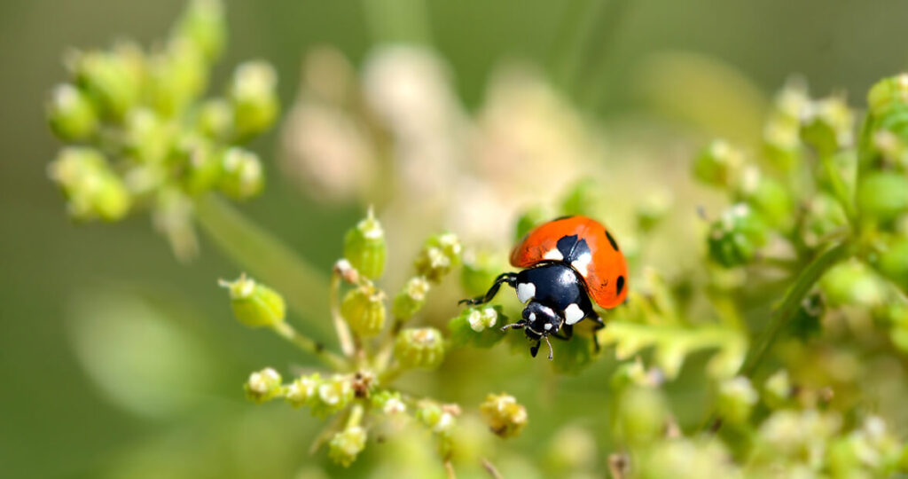 Insect-Repelling Plants Melbourne