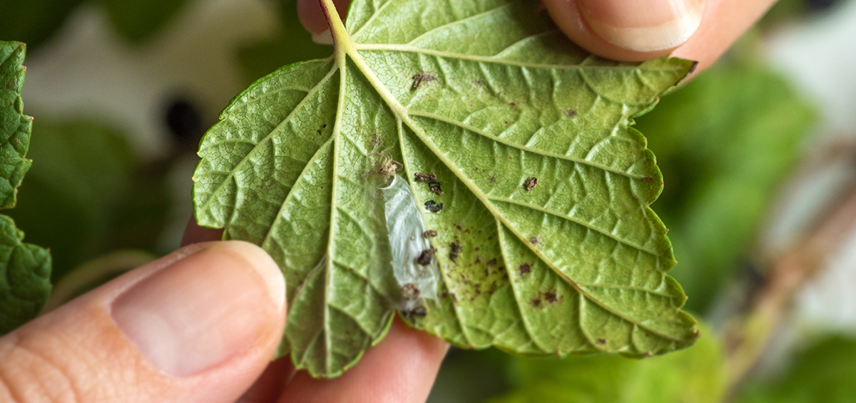 Best Remedies for Household Pests