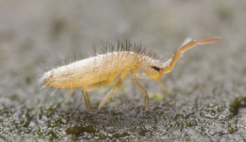 Springtail