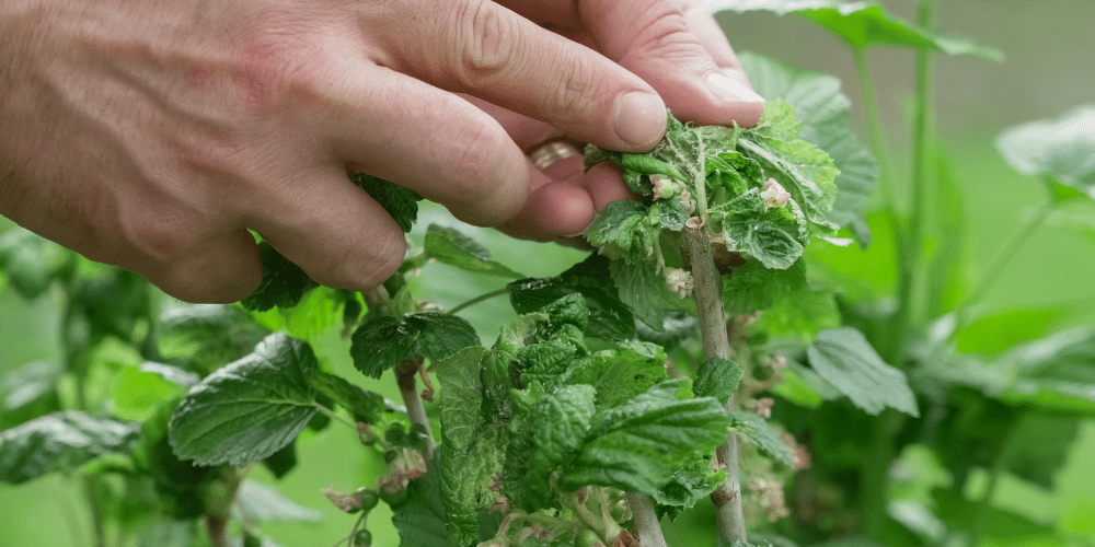 Best Natural Remedies for Common Household Pests in Melbourne
