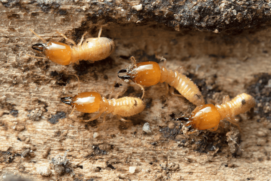 The Dangers of Termite Infestation and Prevention Tips | My Pest Control