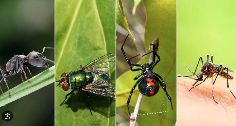 Natural Pest Control