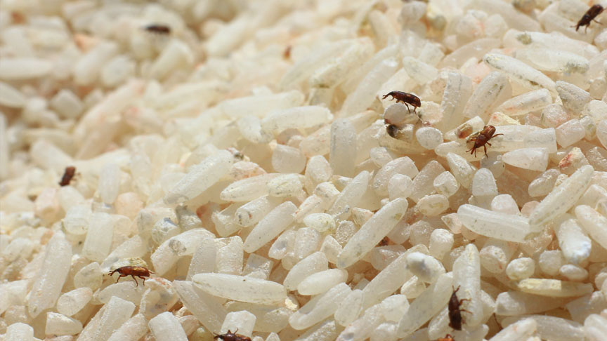 Stored product pest control Melbourne