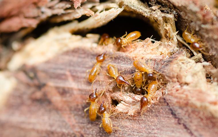 Termite Infestation Prevention