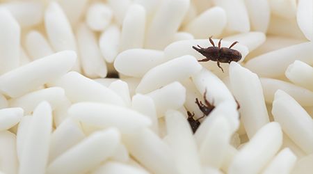 Stored Product Pest Control Melbourne | Pantry & Grain Pest Experts