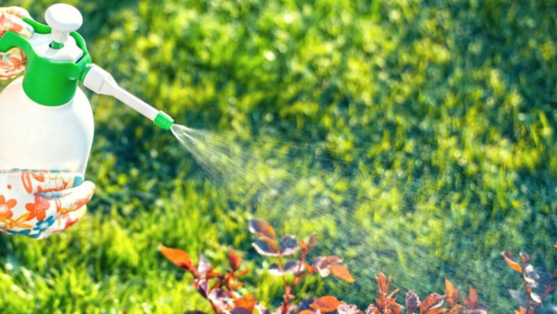 Insect-Repelling Plants