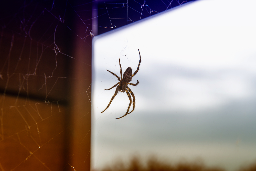 spider infestation